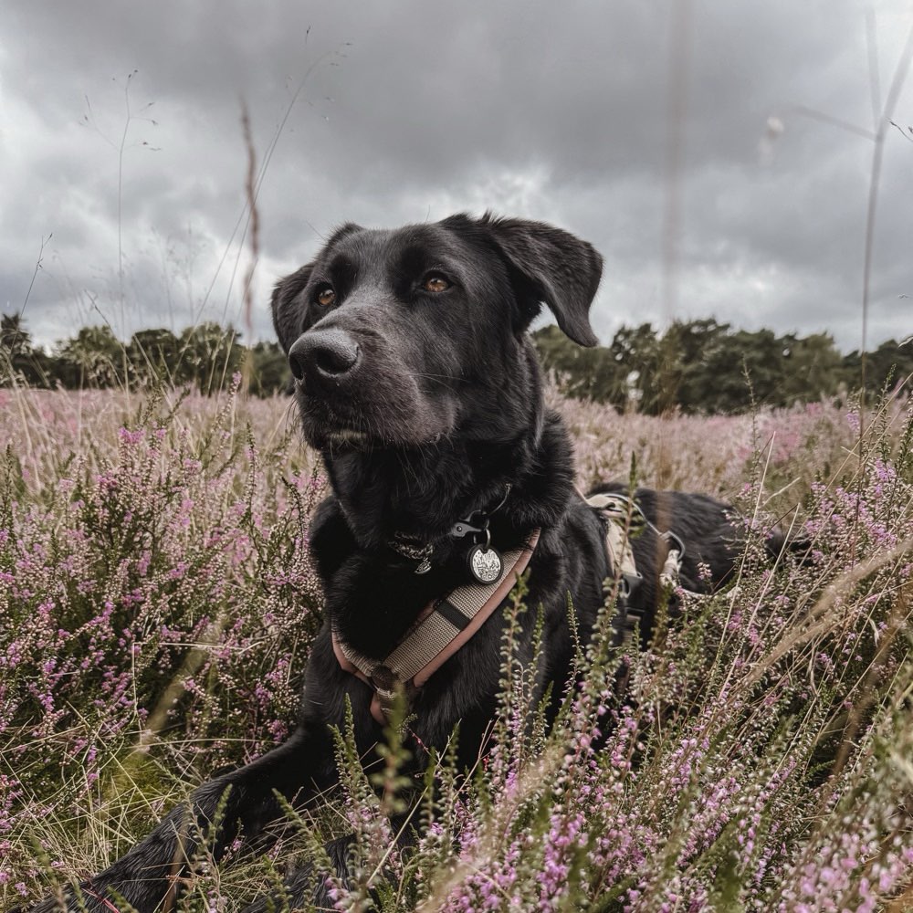 Hundetreffen-Gemeinsame Spaziergänge-Profilbild