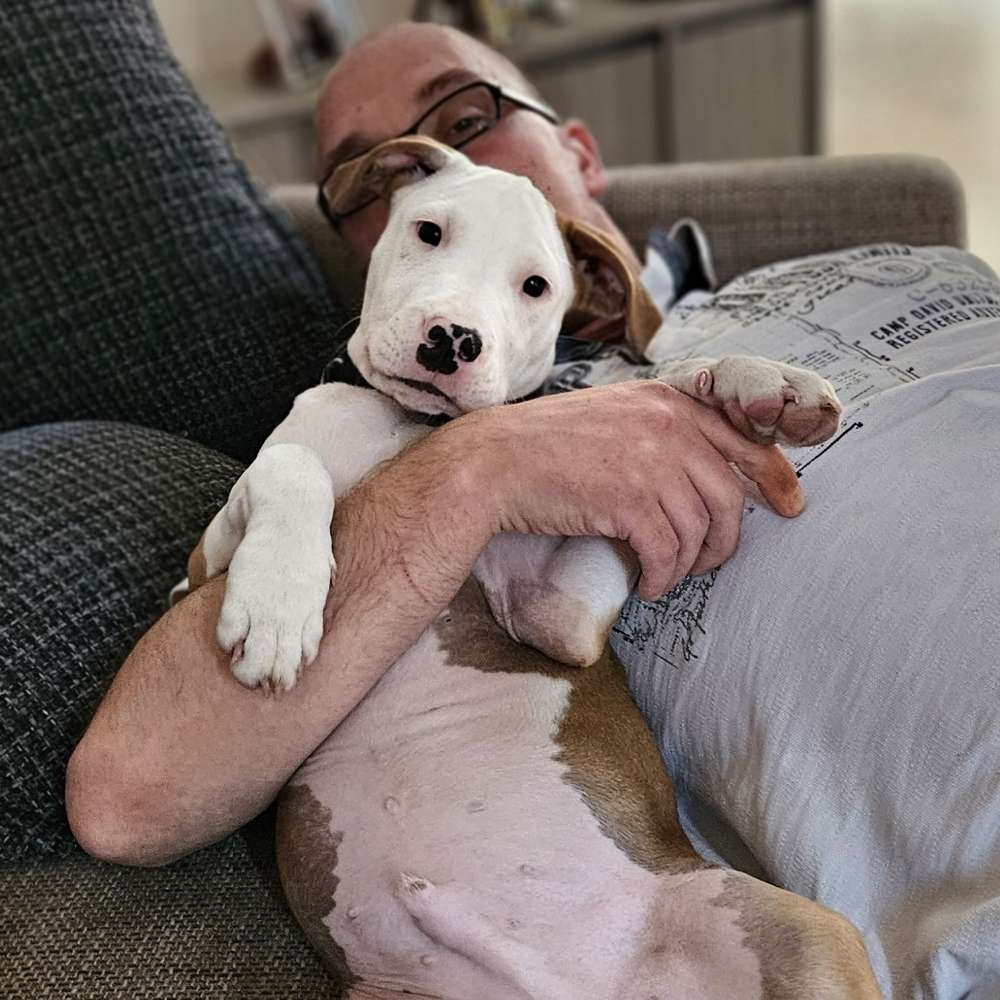 Hundetreffen-Welpe sehr robust sucht Gassi und spiel gefährte itzehoe-Profilbild