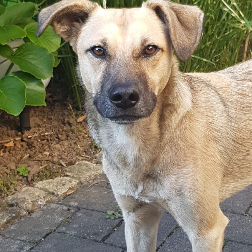 Hundetreffen-Spazieren gehen und auch gerne zusammen spielen-Profilbild