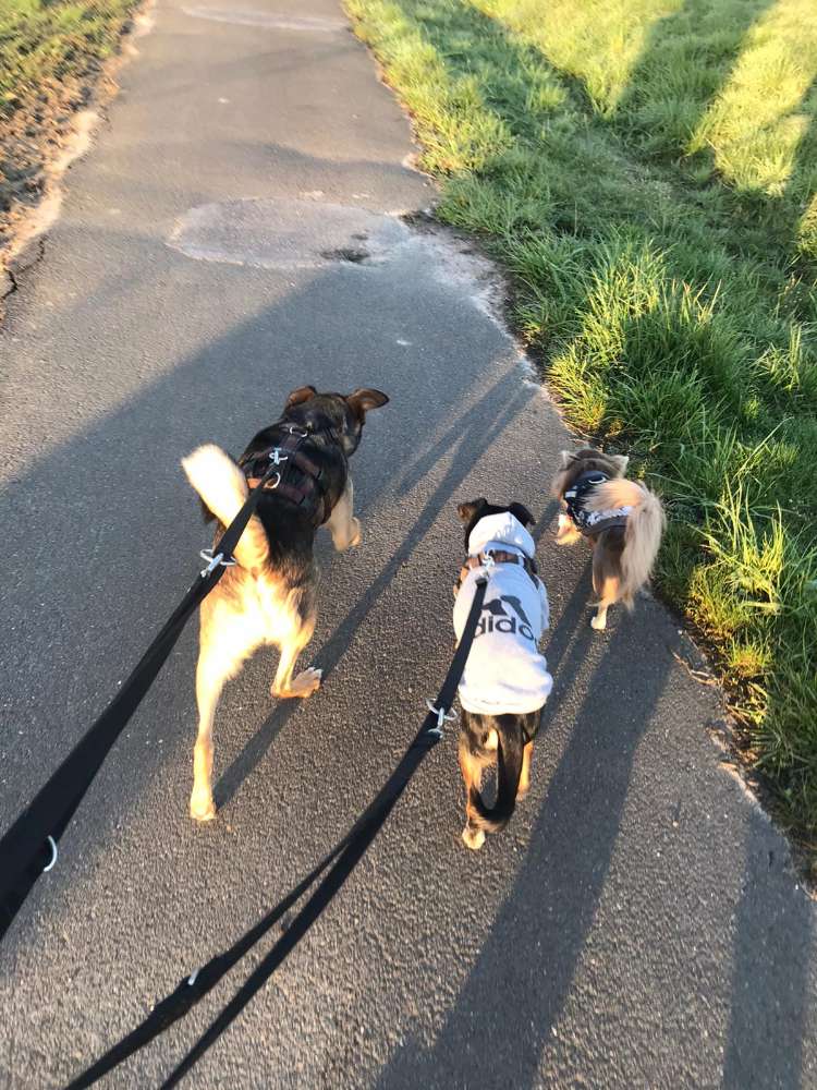 Hundetreffen-Spieltreff-Profilbild