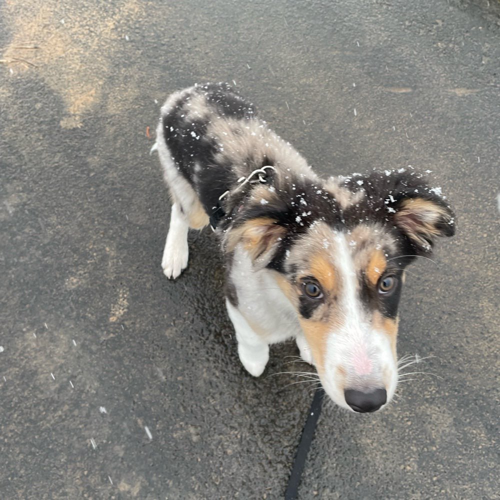 Hundetreffen-Welpen & Junghund Treffen &/oder Gassirunde-Profilbild