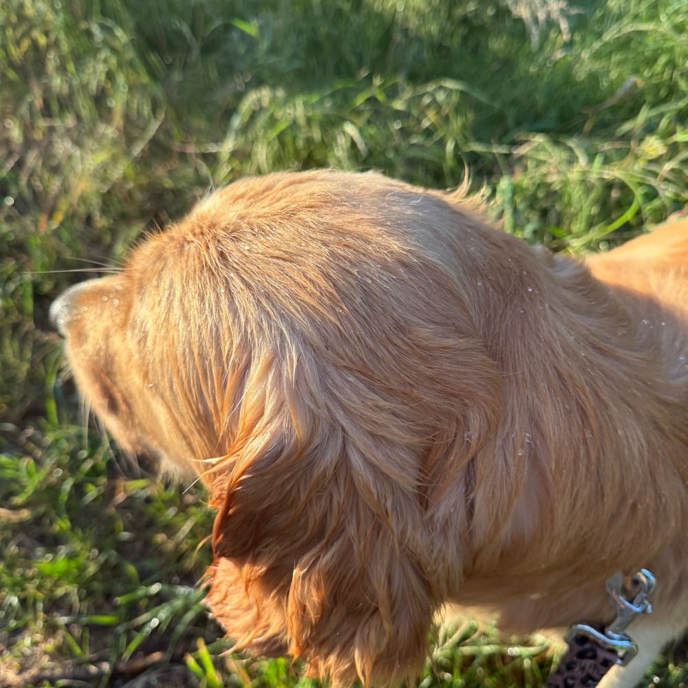 Hundetreffen-Spaziergänge&Spiel-Profilbild