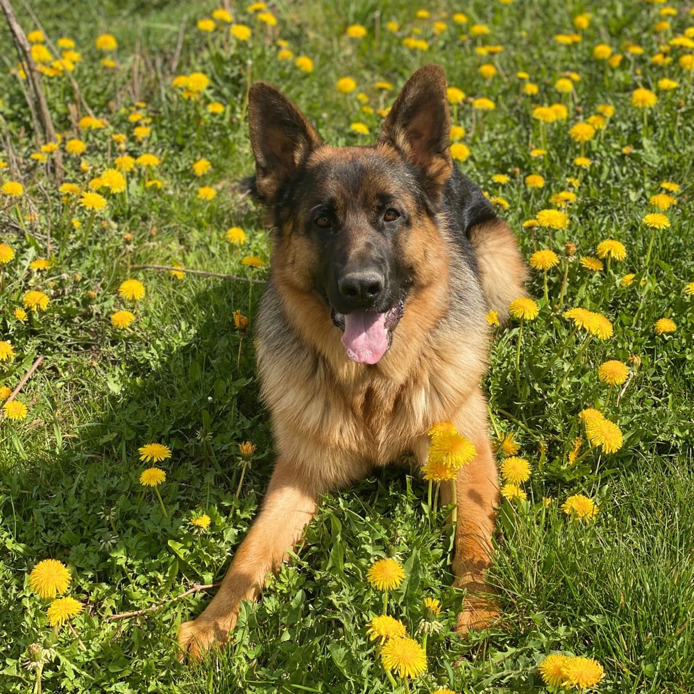 Hundetreffen-Gemeinsamer Spaziergang-Profilbild