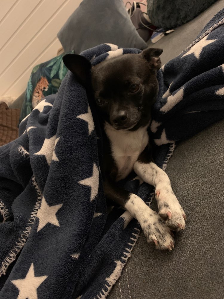 Hundetreffen-Malou sucht Spielpartner-Profilbild