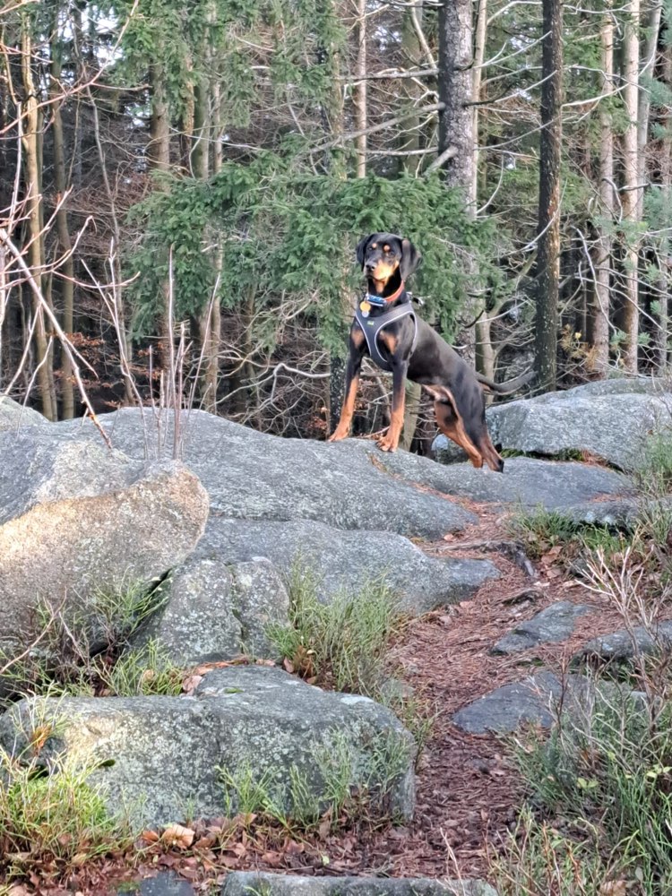 Hundetreffen-Hundekumpels gesucht und auch für Spaziergänge-Profilbild