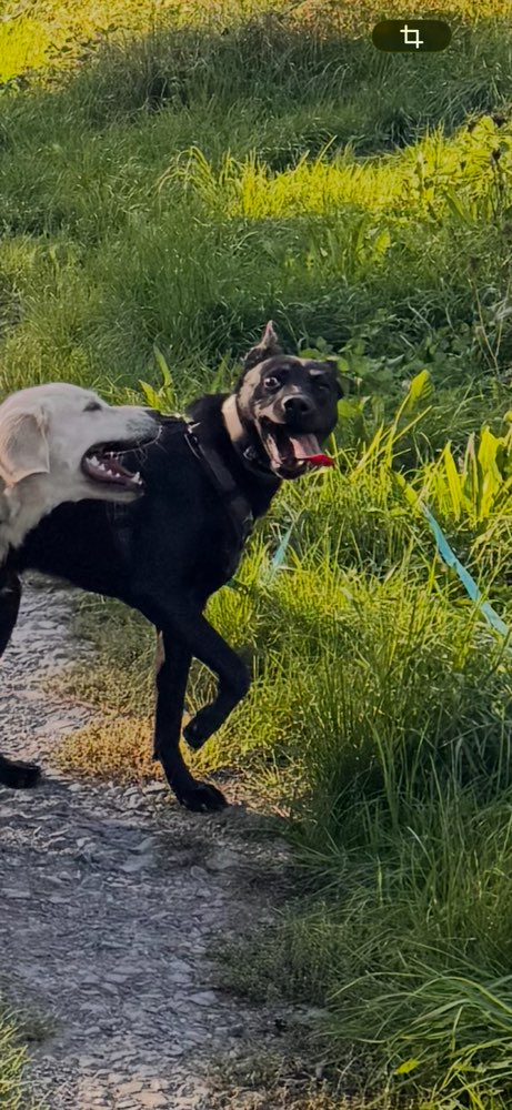 Hundetreffen-Playdates, Gassi Partner & Fellfreunde für Dusty-Profilbild