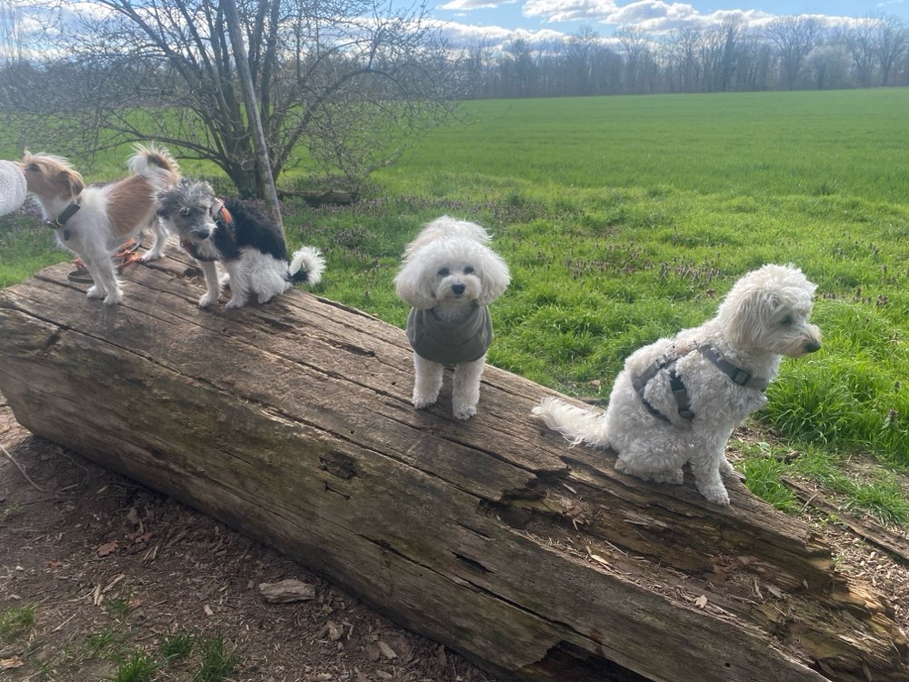 Hundetreffen-Hundetreffen in Lichtenrade-Profilbild