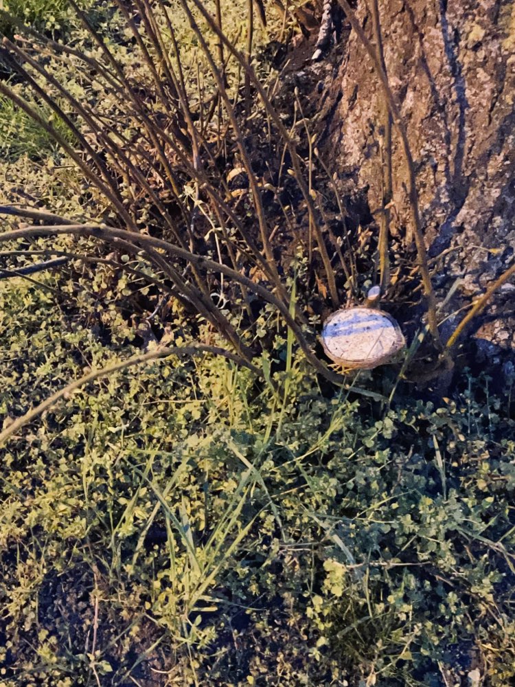 Giftköder-Wahrscheinlich Giftköder in  Kokosnuss-Profilbild