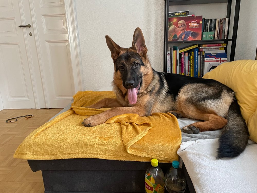 Hundetreffen-Welpentreffen in Südvorstadt-Profilbild