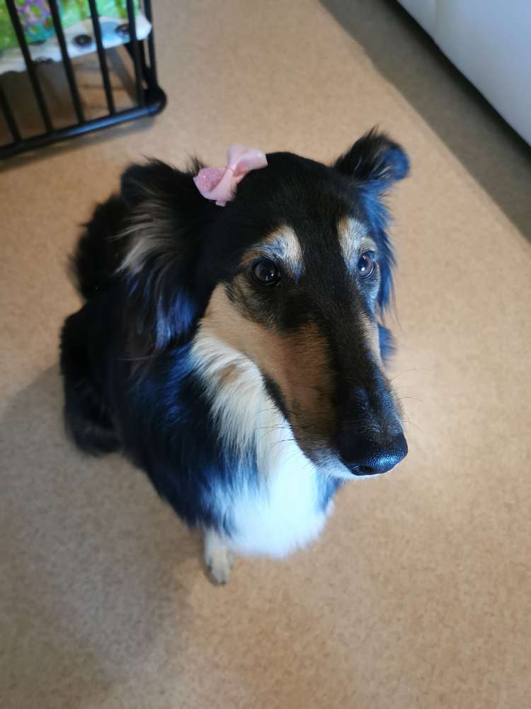 Hundetreffen-Zusammen Spazieren mit Freilauf-Profilbild