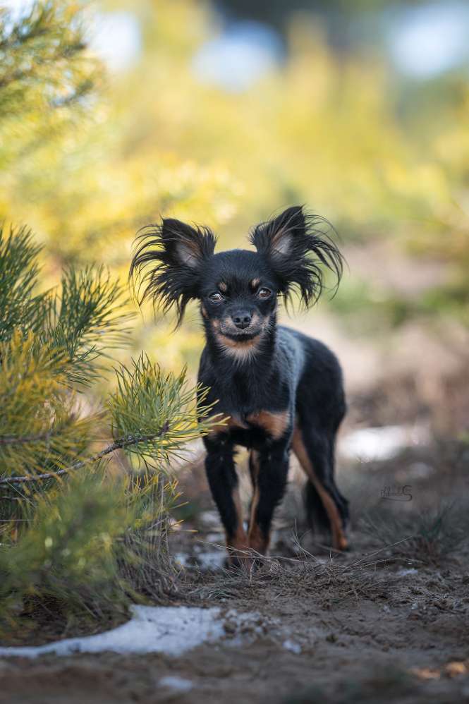 Hundetreffen-Kleine Gassifreunde rund um Aitrach (+15 km) gesucht-Profilbild