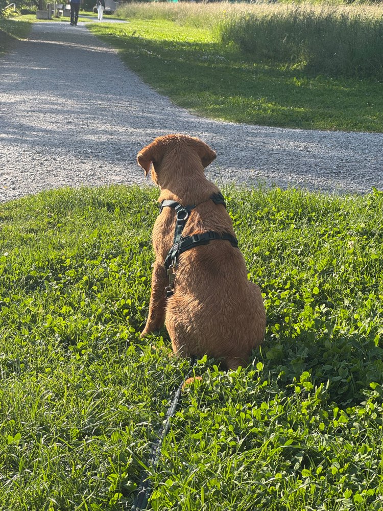 Hundetreffen-Welpen und Junghunde treffen-Profilbild
