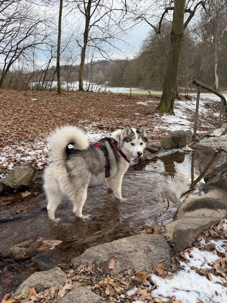 Hundetreffen-Trainings-/ Gassirunde-Profilbild