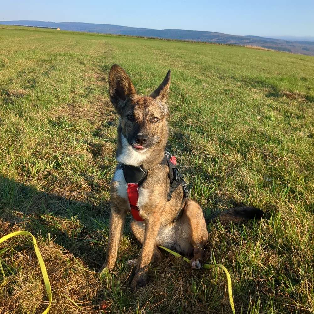 Hundetreffen-Spielpartner, Gassi gehen rund um Pluwig-Profilbild