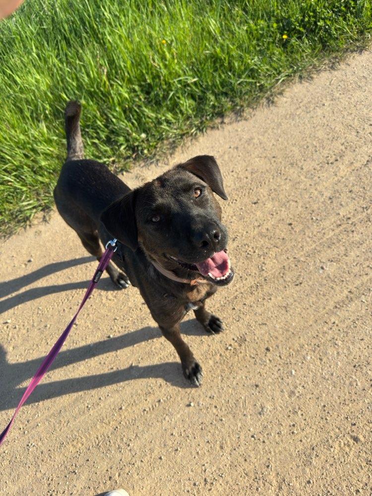 Hundetreffen-Gassi & Spielen-Profilbild