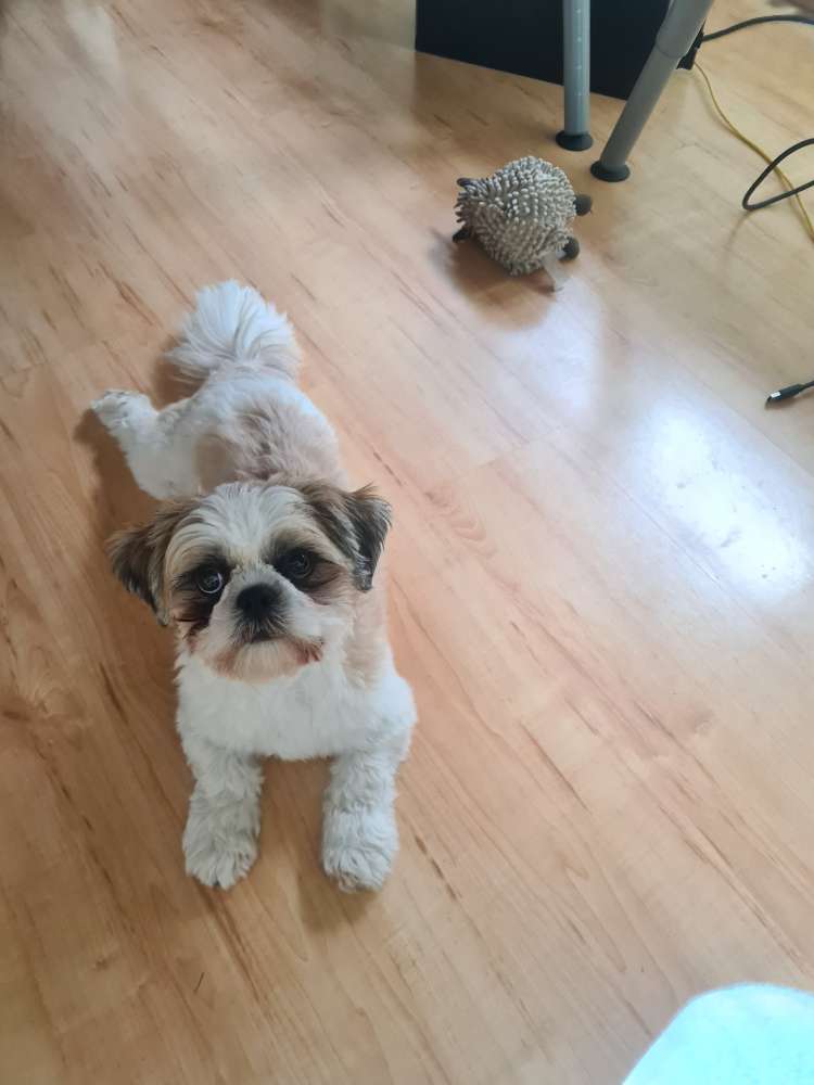 Hundetreffen-Adele sucht Spielkameraden-Profilbild