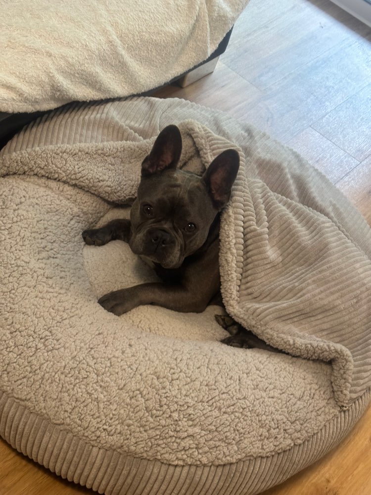 Hundetreffen-Freunde gesucht-Profilbild