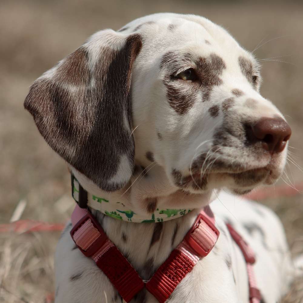 Hundetreffen-Welpen treffen-Profilbild