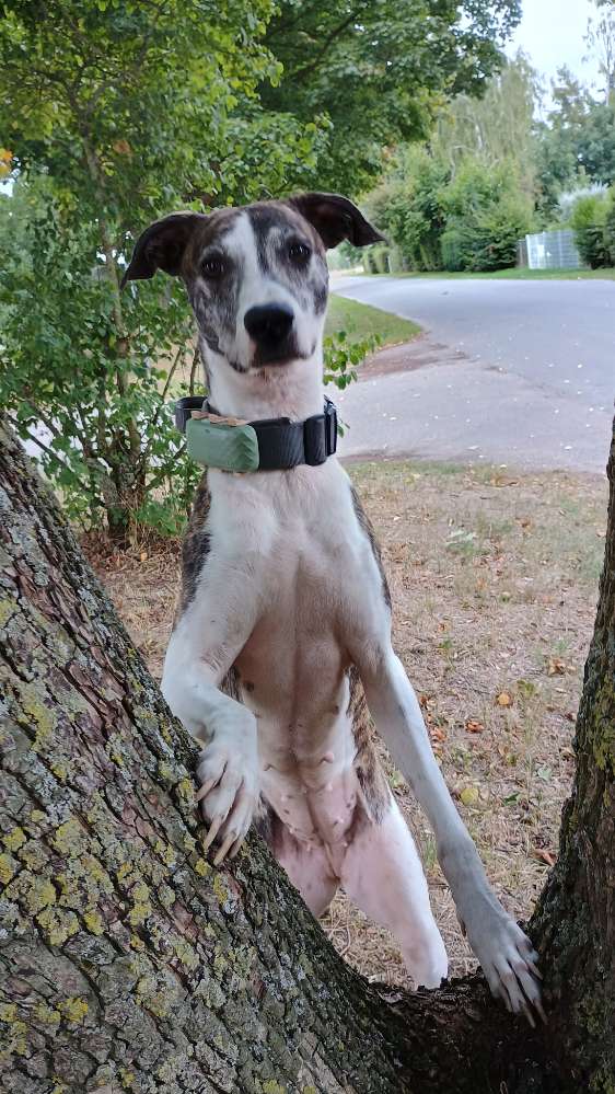 Hundetreffen-Hundetreff in Kalkar - Wissel / Umgebung-Profilbild