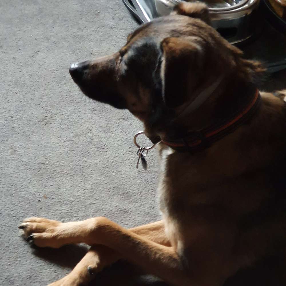 Hundetreffen-Hundetreffen in nordenham-Profilbild