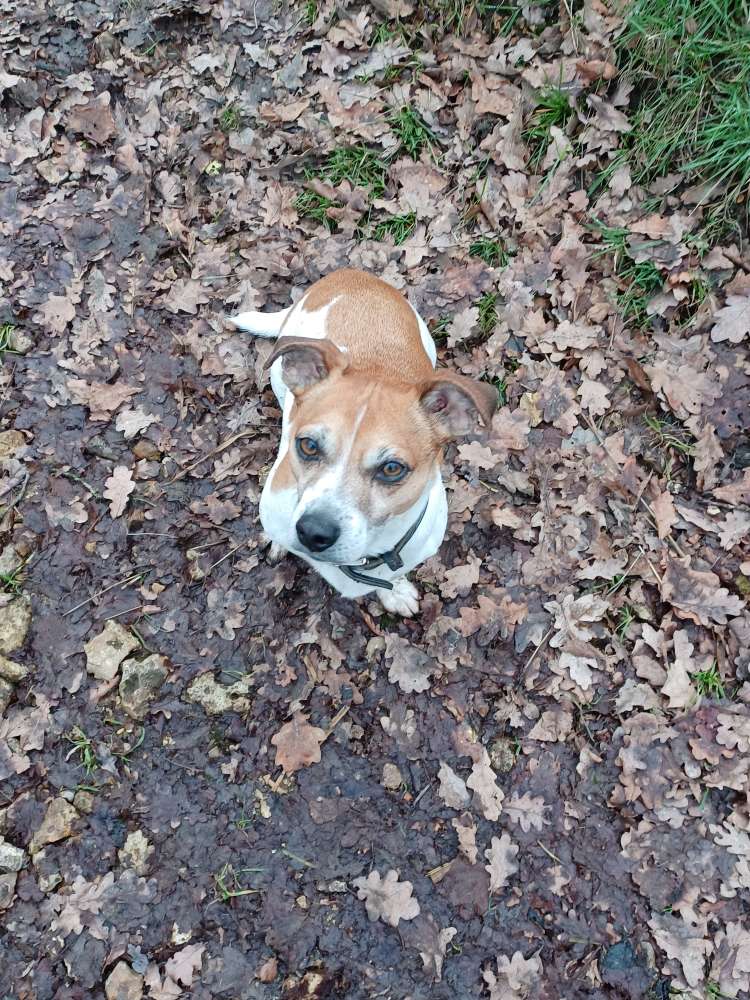 Hundetreffen-Grosse und kleine Spaziergänge-Profilbild