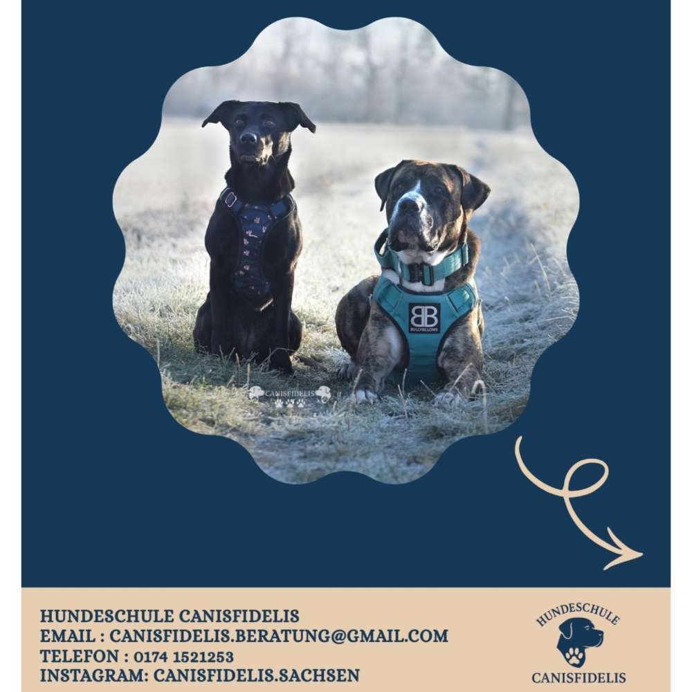 Hundetreffen-Hundeschule-Profilbild