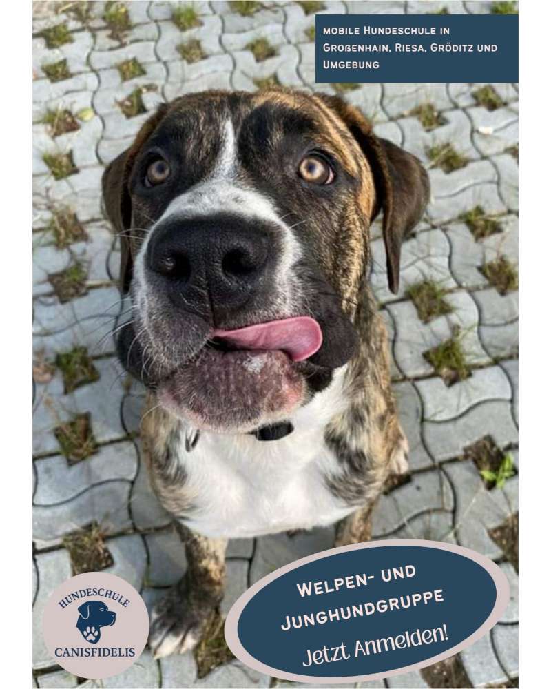 Hundetreffen-Welpen und Junghundgruppe-Profilbild