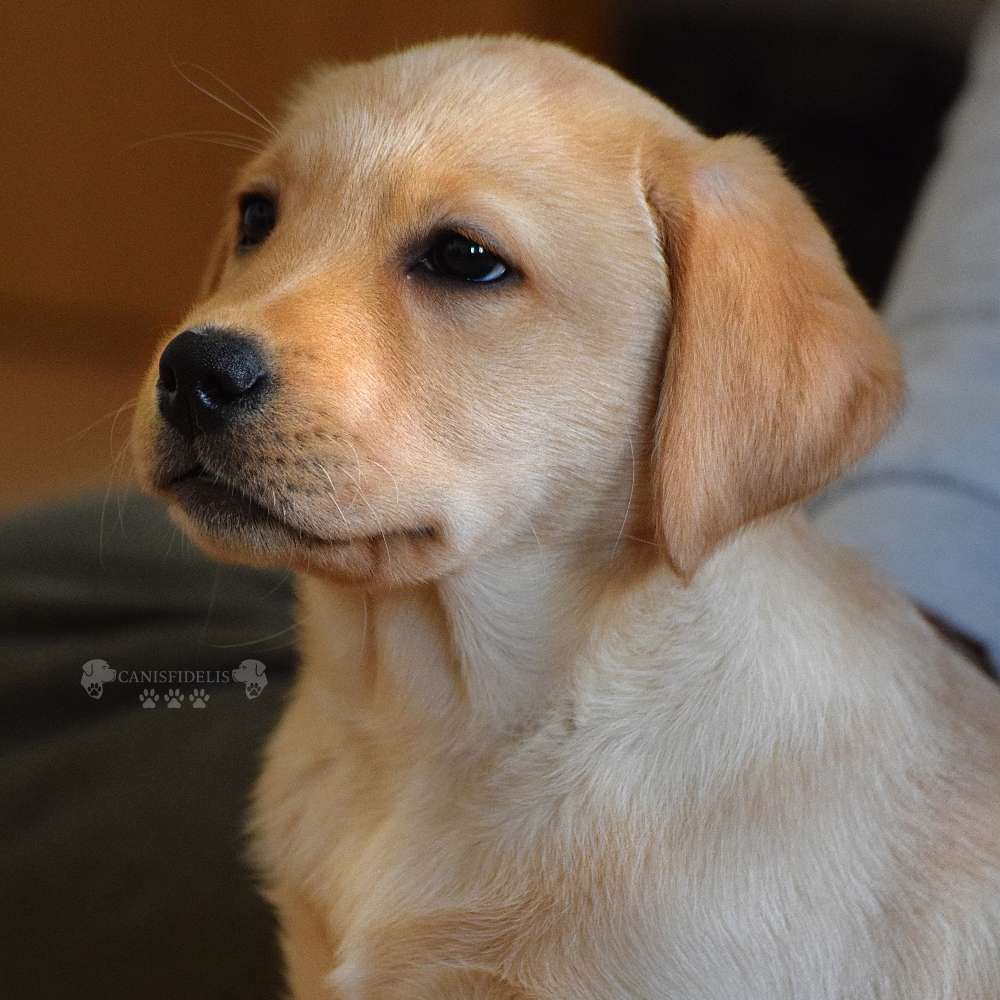 Hundetreffen-Welpen und Junghundegruppe-Profilbild