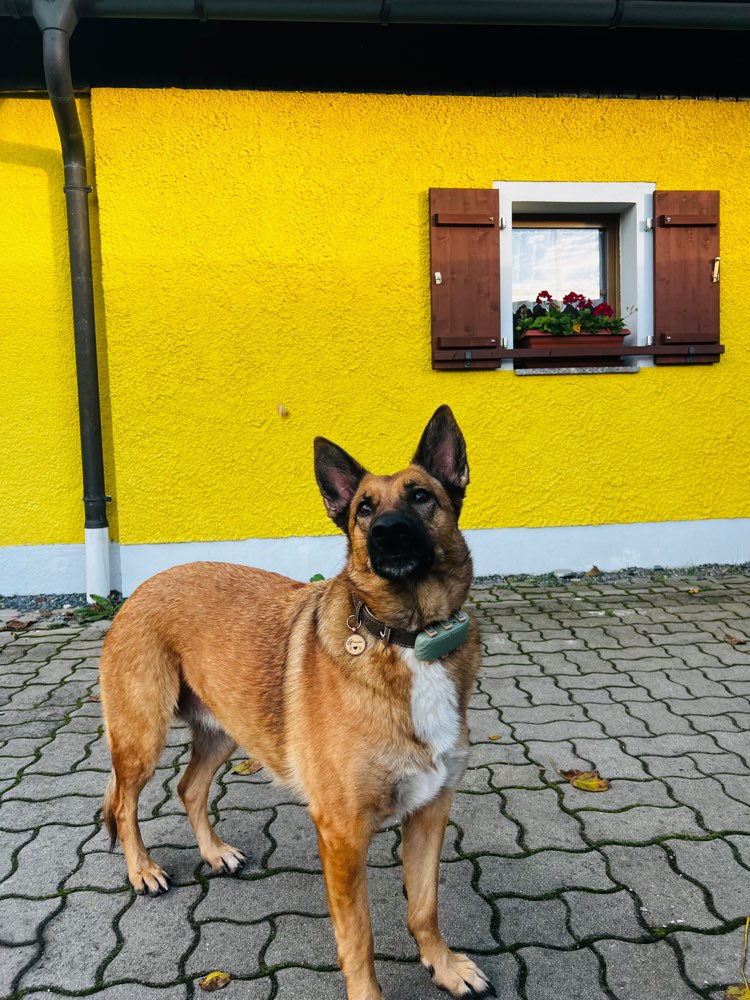 Hundetreffen-Gassi Runden, Wanderungen, spiel und tobe treffen.-Profilbild