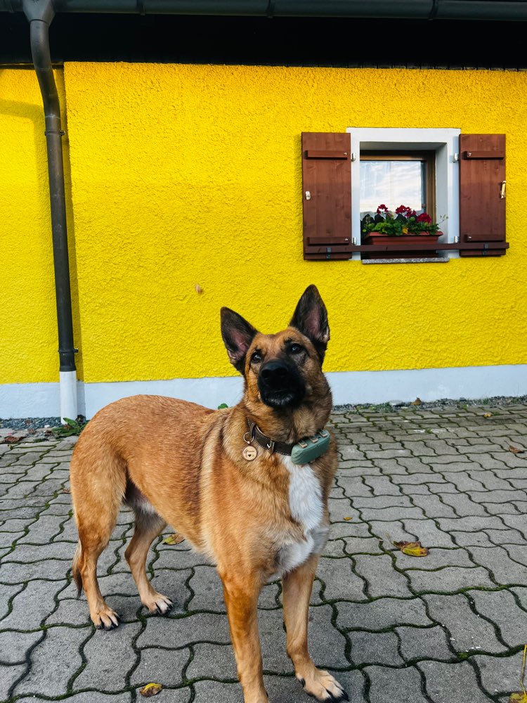 Hundetreffen-Gassi Runden, Wanderungen, spiel und tobe treffen.-Profilbild