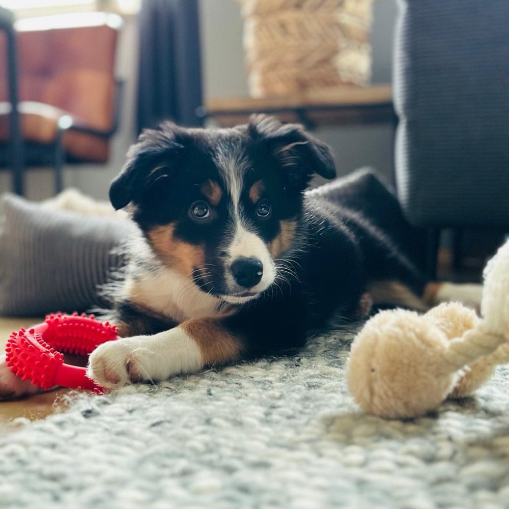 Hundetreffen-Welpentreffen in Aichach-Profilbild