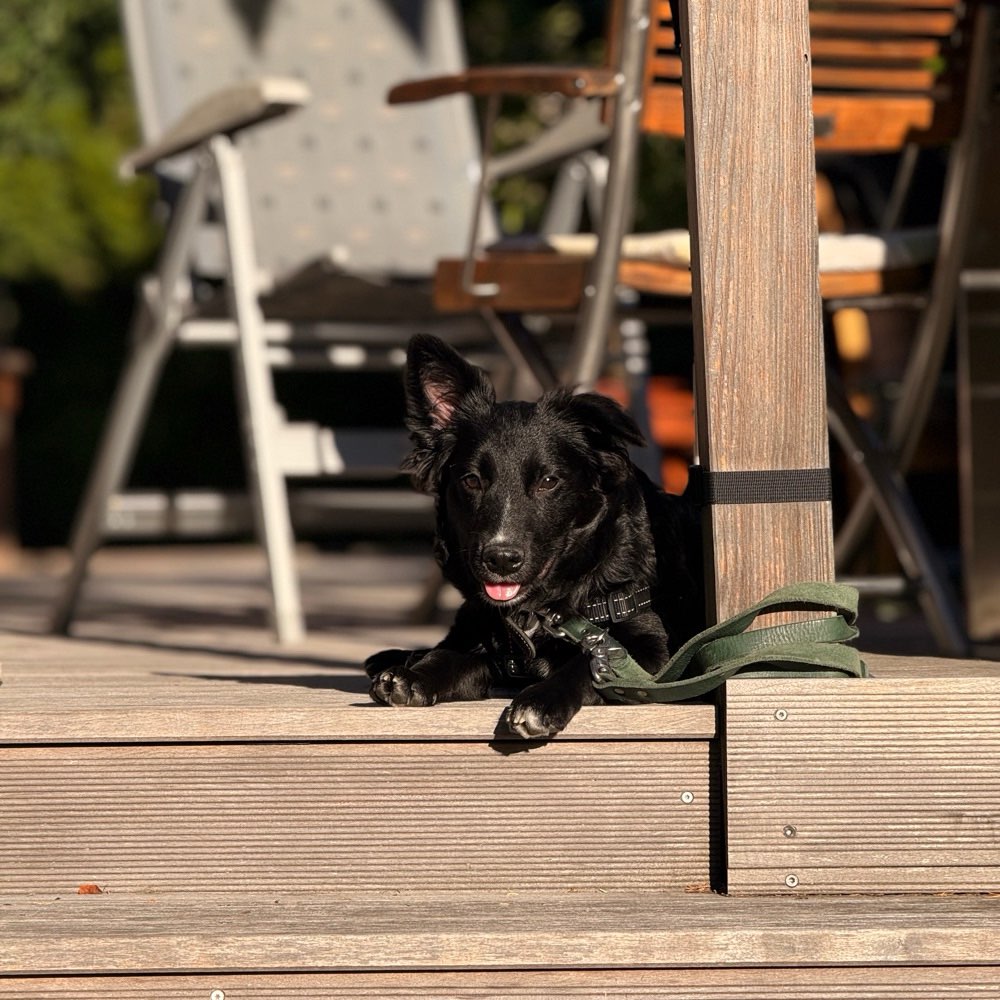 Hundetreffen-Begegnungskontakte gesucht!🐕🐕‍🦺🦮-Profilbild