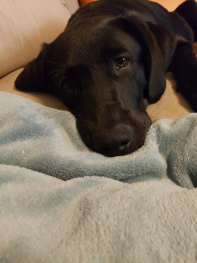 Hundetreffen-Treffen in Braunschweig-Profilbild