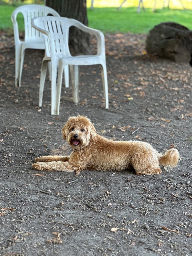 Hundetreffen-Spielpartner-Profilbild