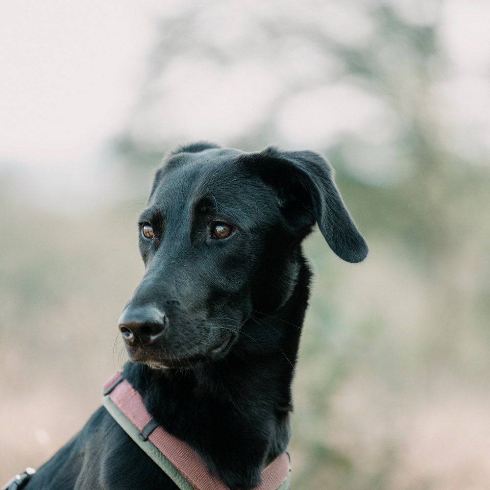 Hundetreffen-Social Walk im Kölner Stadtwald-Profilbild