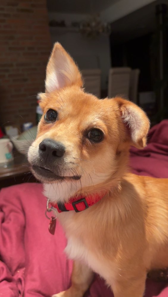 Hundetreffen-Spiel- oder Gassipartner gesucht 🐾🐶-Profilbild