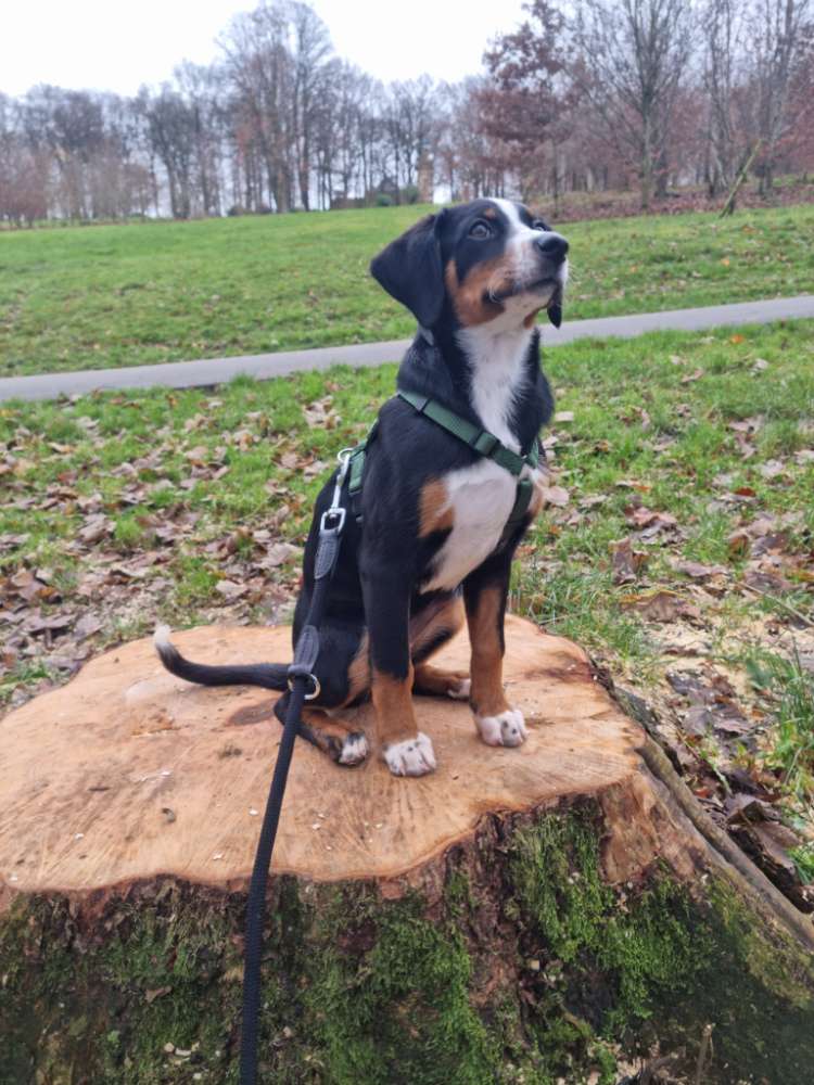 Hundetreffen-Welpen- und Junghundetreffen in Remscheid-Profilbild