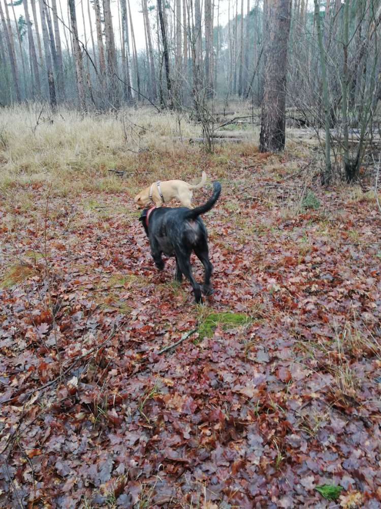 Hundetreffen-Einfach mal eine Runde im Wald-Profilbild