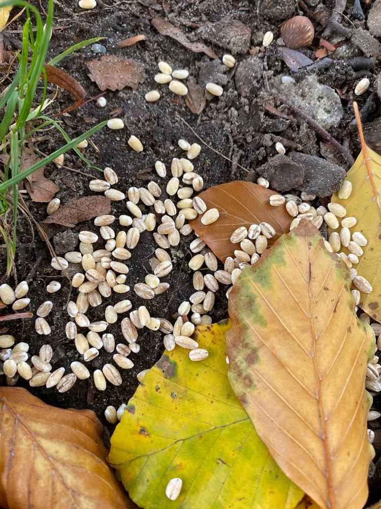 Giftköder-Körner im Grünstreifen-Profilbild