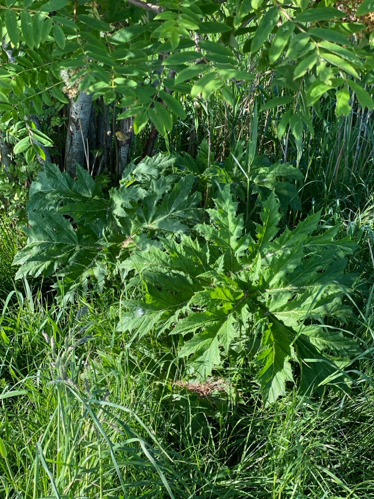 Giftköder-Riesenbärenklau-Profilbild