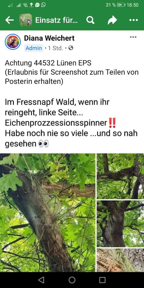 Giftköder-Eichenprozessionsspinner EPS-Profilbild