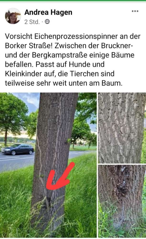 Giftköder-Eichenprozessionsspinner-Profilbild