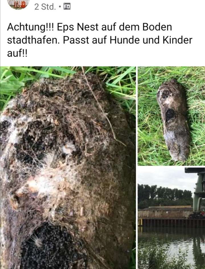 Giftköder-Eichenprozessionsspinner Nest a.d.Boden-Profilbild