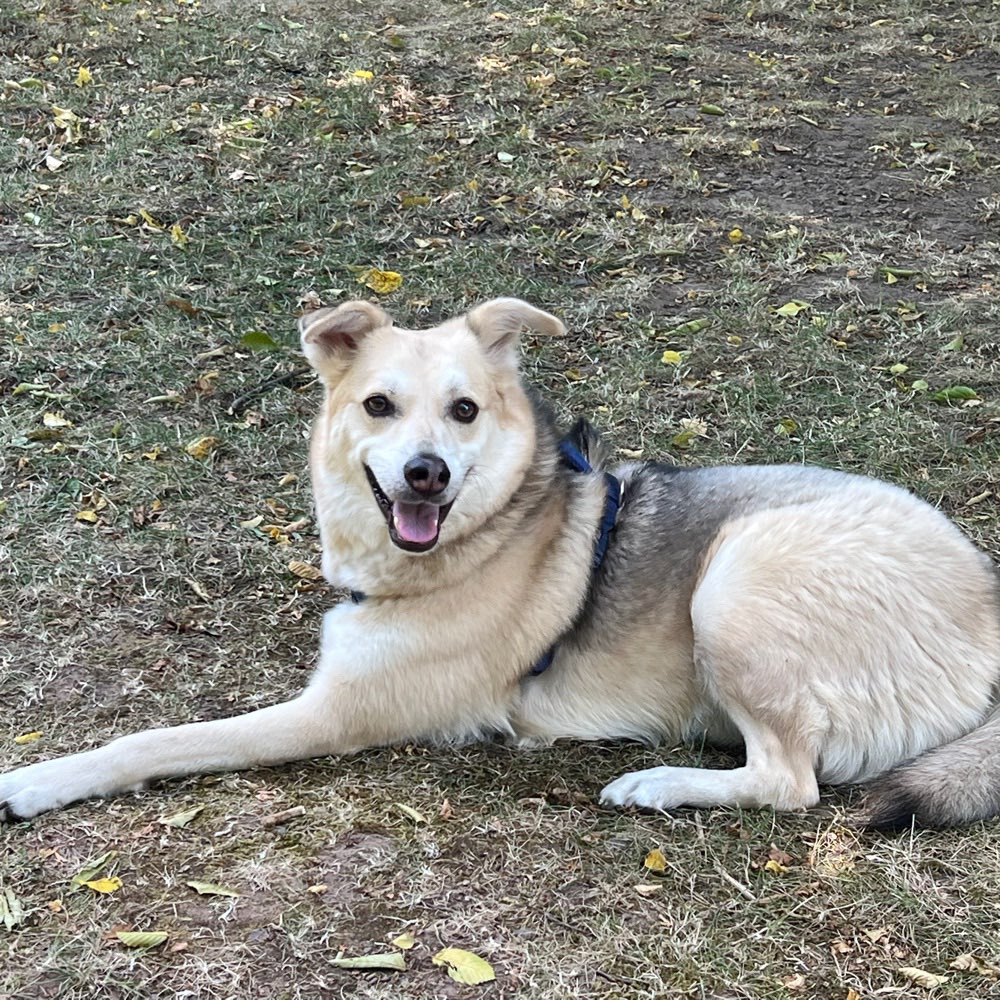 Hundetreffen-Spielfreunde gesucht-Profilbild