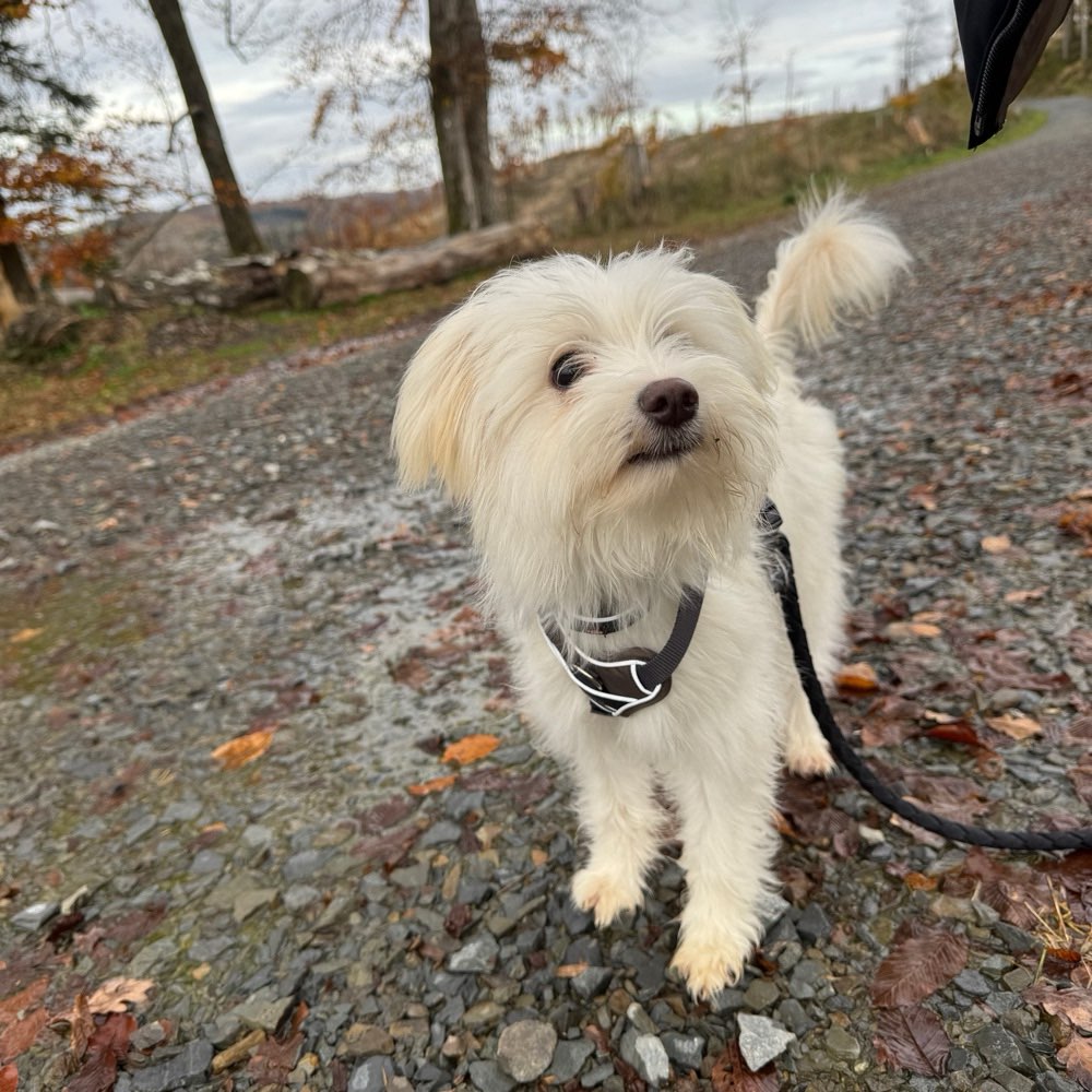 Hundetreffen-Welpentreffen-Profilbild