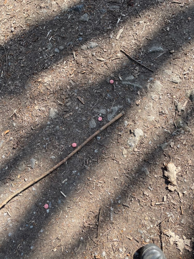 Giftköder-Pinke Leckerei-Profilbild