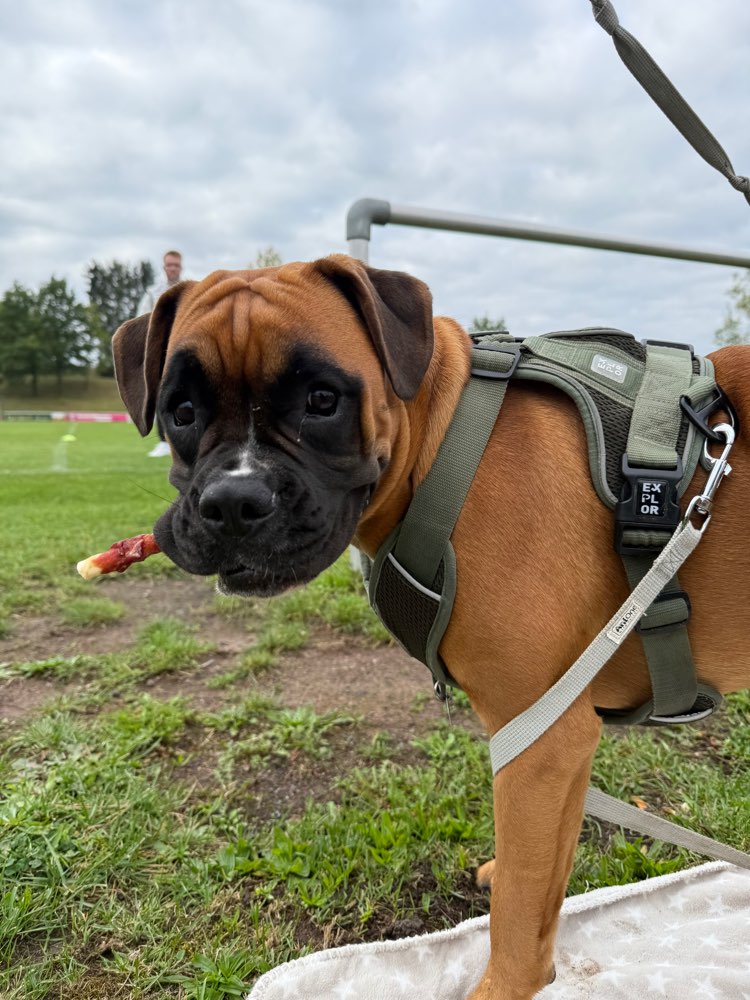 Hundetreffen-Energy geladene Spielrunde-Profilbild