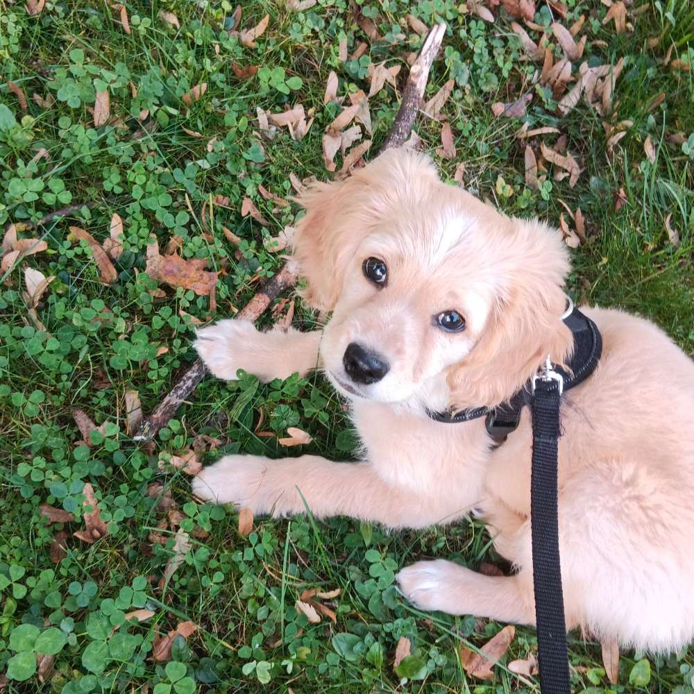 Hundetreffen-Welpentreff in mering-Profilbild