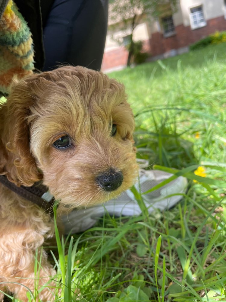 Hundetreffen-Welpe für Spielrunden in Charlottenburg gesucht-Profilbild