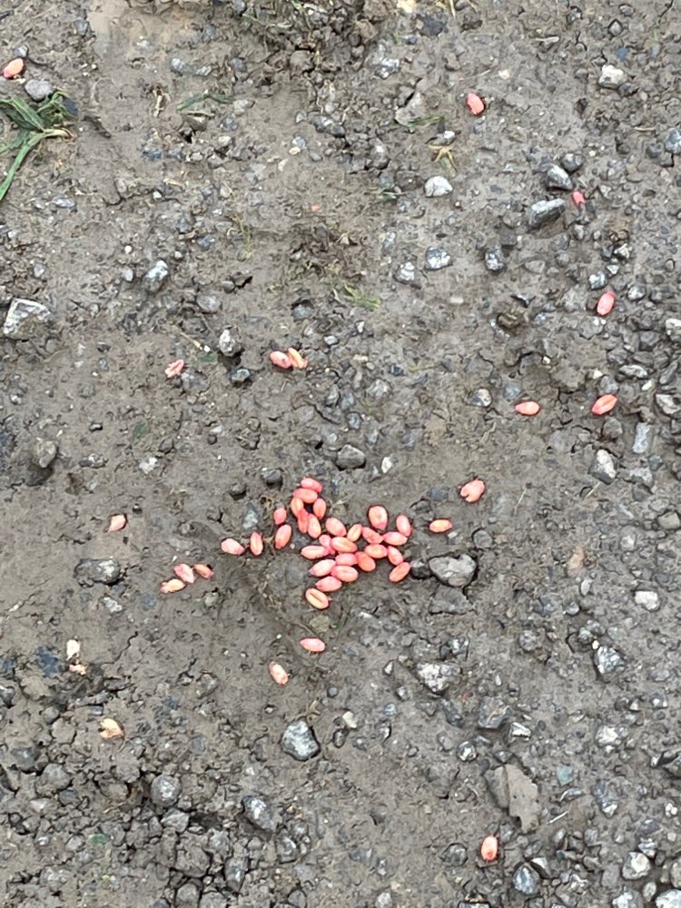 Giftköder-Giftweizen-Profilbild